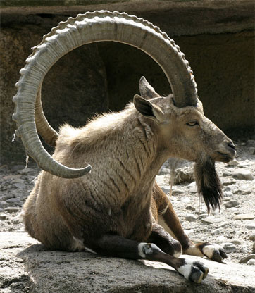 Capra ibex